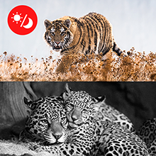 hunting trail camera