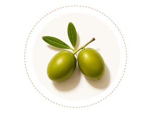 Olive stem cells