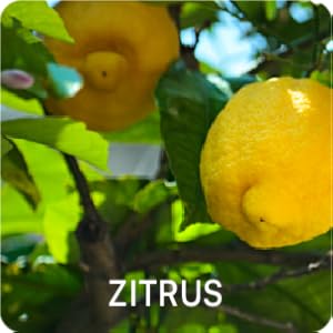 Zitrusfrüchte in Bäumen