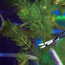 Nahaufnahme von Aquarienpflanzen mit feinen, nadelartigen Blättern. Im Hintergrund ist ein verschwommener Fischschwanz zu sehen.