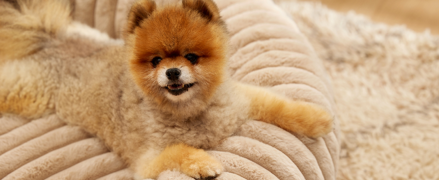 Pommerscher Hund mit flauschigem orange-braunem Fell, das auf beigem strukturiertem Stoff ruht.