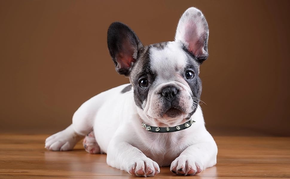 Small Dog Collar with Spikes, Spiked Cat Collar Pu Leather