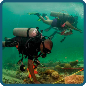 image of divers underwater