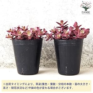Amazon｜ITANSE セダム ファイヤークラッカー 2.5~3号 1個
