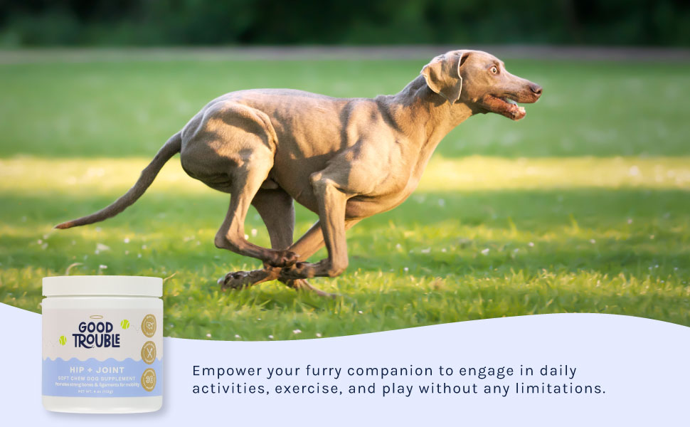 hip and joint dog supplement play without limitations no pain inflammation relief