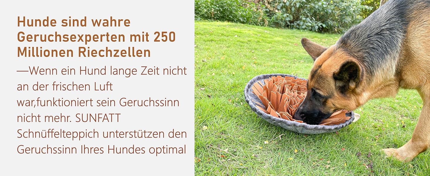 Dog toy intelligence