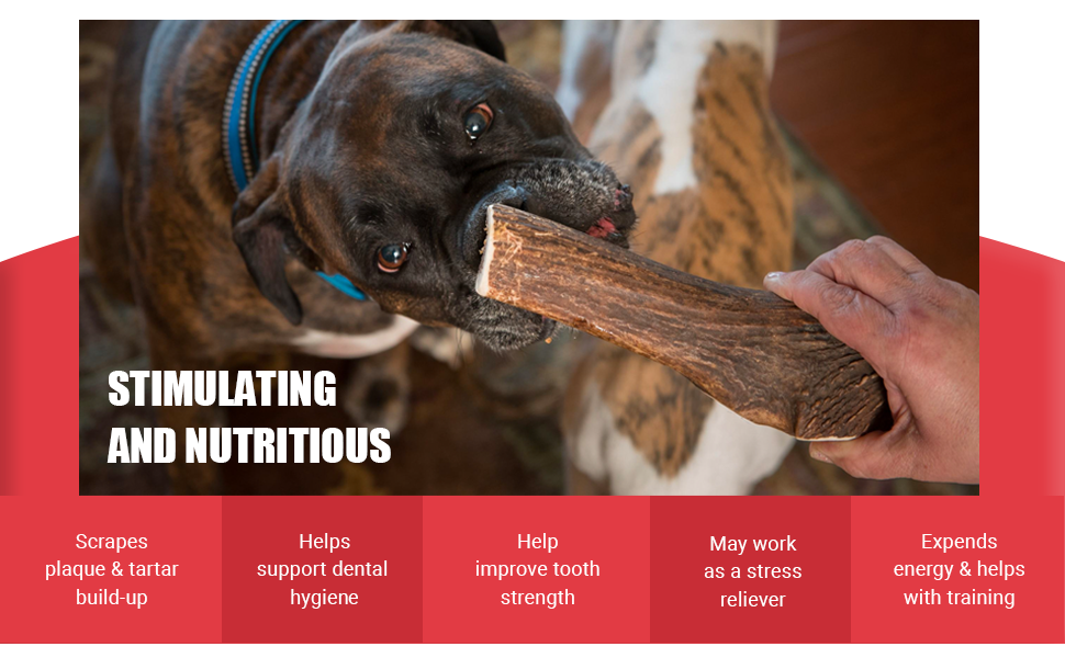 Devil Dog Pet Co Antler Dog Chew Premium Elk Antlers for