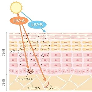 UV-A / B