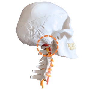 頚椎・脳付き頭蓋骨模型 人体模型　スタンド式 人体模型 頭蓋骨/頚椎付