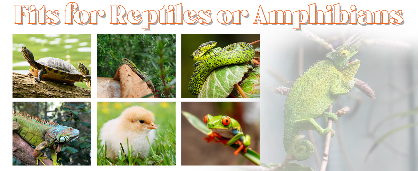 A+4 .2 bearded dragon heat lamp