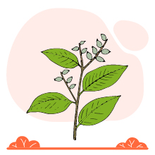 Lodhra (Symplocos racemosa)