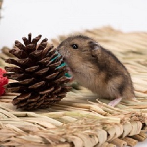 Hamster Play with Pine Cones