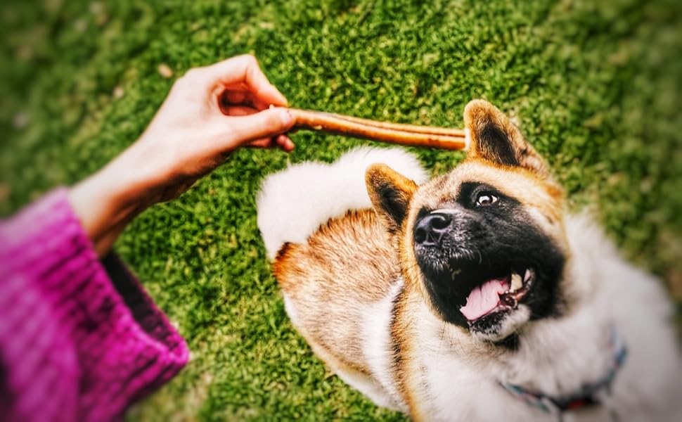 6-inch jumbo bully stick Dogscape Chew odor-free bully stick beef pizzle dog chew