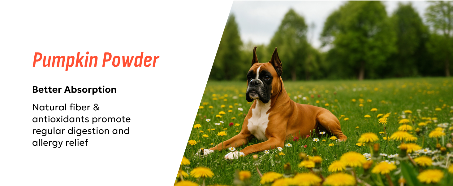 Pumpkin powder supplement advertised with benefits of better absorption, natural fiber, and antioxidants. Image shows a boxer dog sitting in a field of yellow flowers.