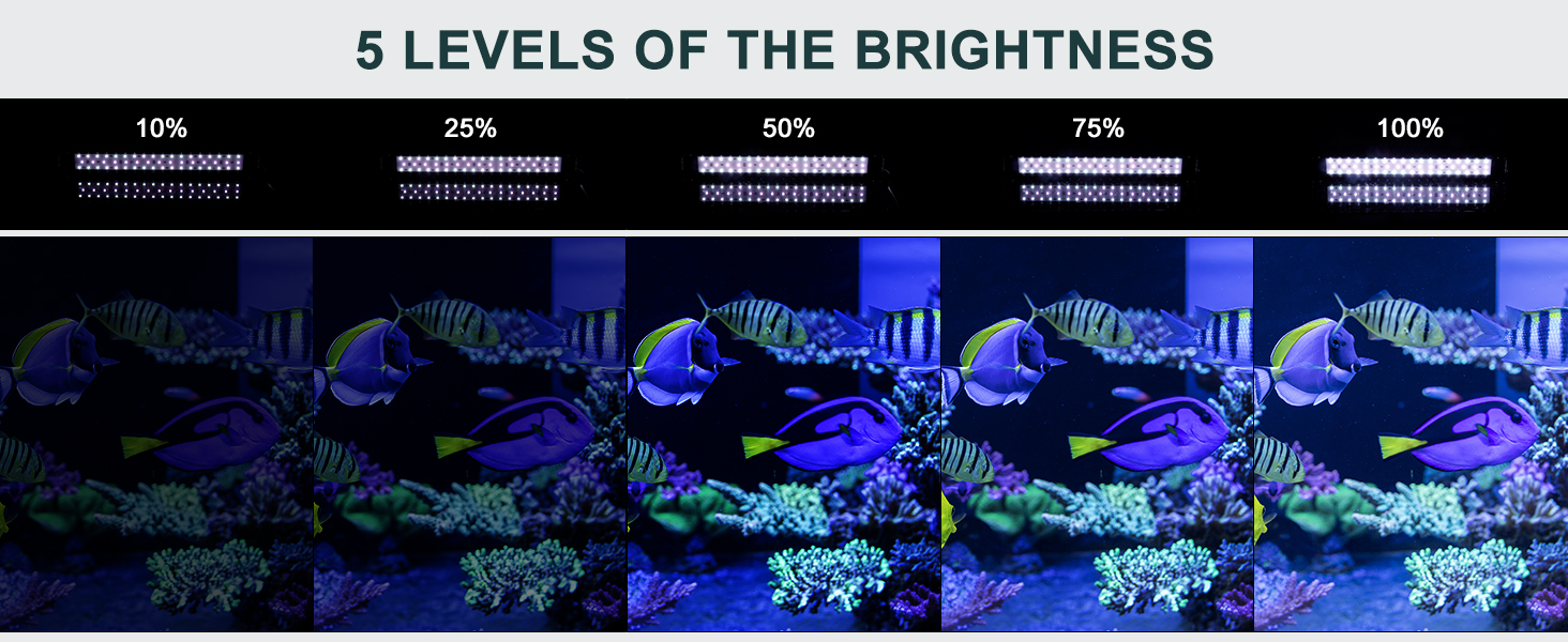 Aquarium Light