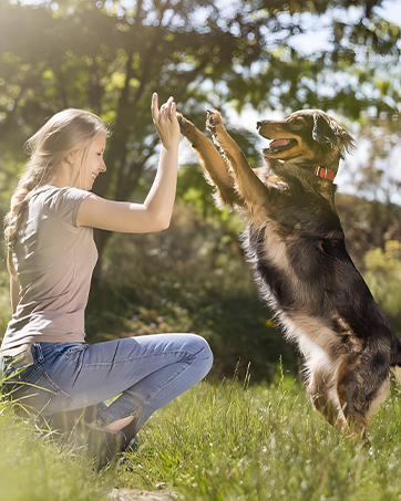 dog car seat cover for back seat