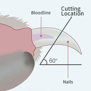 dog nail cutter