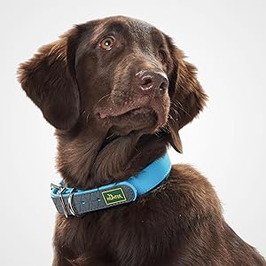 Bequemer Kragen für einen Brunem-Flat-Coat-Retriever