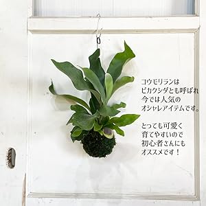 Amazon コウモリラン ビカクシダ ワイヤー付 苔玉 観葉植物 本物 卓上 インテリア 吊り 吊り下げ 観葉植物 オンライン通販 Amazon コウモリラン ビカクシダ ワイヤー付 苔玉 観葉植物 本物 卓上 インテリア 吊り 吊り下げ 観葉植物 オンライン通販