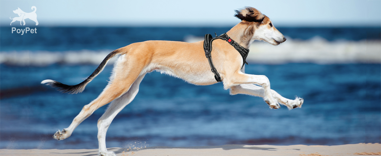 Dog harness