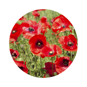 Poppy Flowers