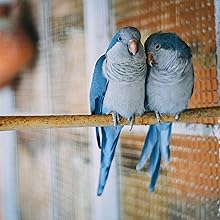 parakeets