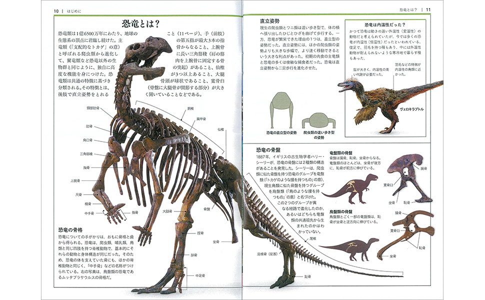 古生物図鑑本10冊セット 古生物図鑑本10冊セット