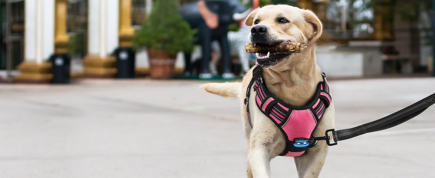 dog harness