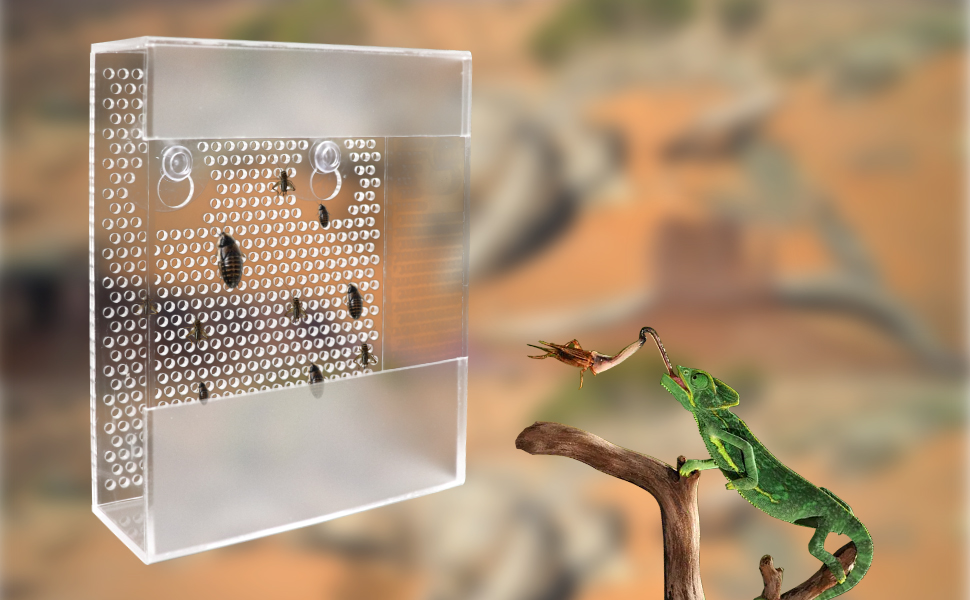 Acrylic Reptile Feeder with Suction Cups, Wall-Mounted Bearded Dragon Food Bowl