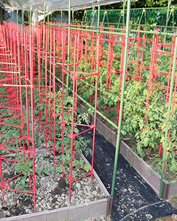 tomato-stakes