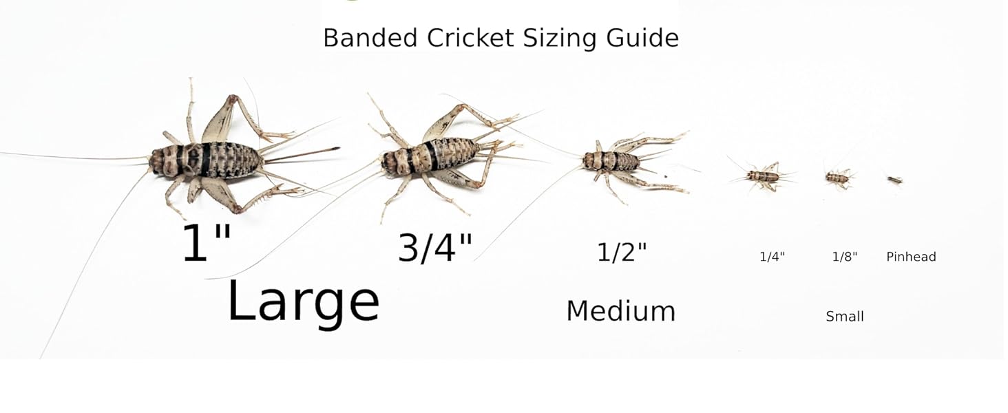 cricket size guide