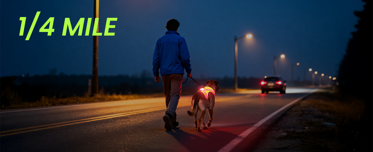 dog lights for night walking