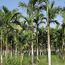 palm leaf plates amazon