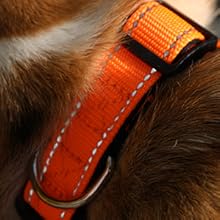 reflective dog collar
