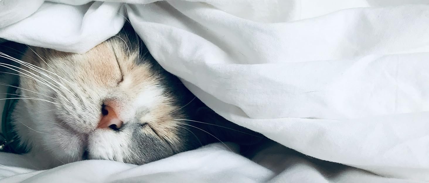 a cat sleeping under a blanket.