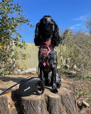 Pecute Extendable/Retractable Dog Leash, 8 Metres, Grey Straps with Reflective Bands for Daily Dog Walks|Dogs Accessories 14 aplus content image