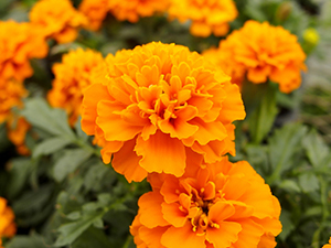 Baybies A+ Wundschutzcreme Ringelblume