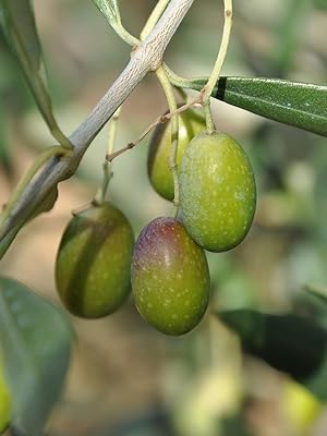 green olives invaiatura