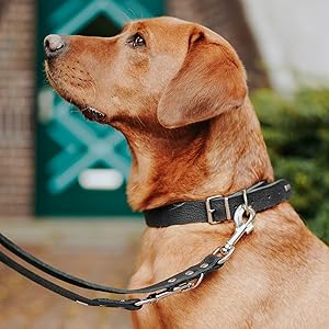 Nahaufnahme eines braunen Hundes mit schwarzem Lederhalsband mit Metallbeschlägen und befestigter Leine, fotografiert vor einem unscharfen Hintergrund.