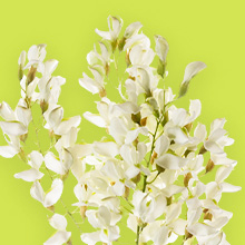 Akazienblüten