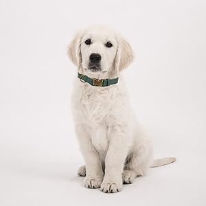 THAIN Soft Leather Dog Collar, Heavy Duty Metal Buckle Padded Dog Collar Quick Release, Adjustable Pet Collar for Small Medium Large Dogs Breeds (Dark Green, M) 20 dog collar