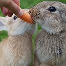 bunny treat