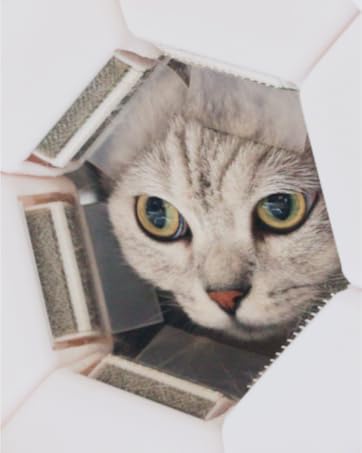 pawswing