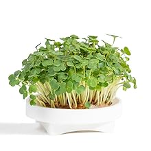 Microgreens Arugula