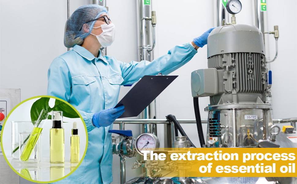 The process of Mugwort Oil