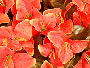 bougainvillea