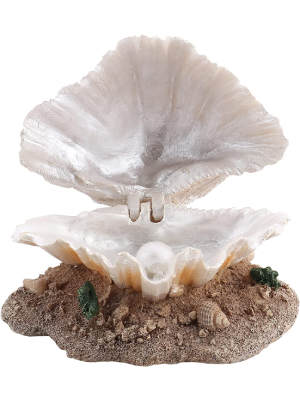 シャコガイ 貝殻 オウギガイ 置物 玄関 アクアリウム 水槽 庭 鉢 観葉植物 シャコガイ 貝殻 オウギガイ 置物 玄関 アクアリウム 水槽 庭 鉢