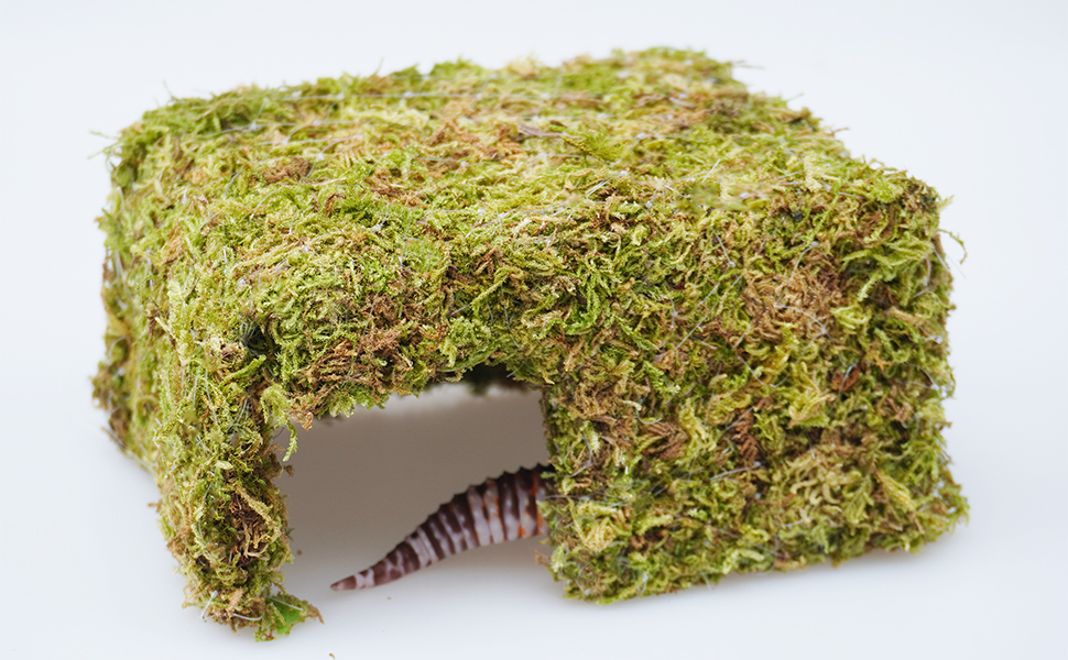 leopard gecko cute reptile hideout cave