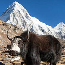 Yak Cheese Dog Chew