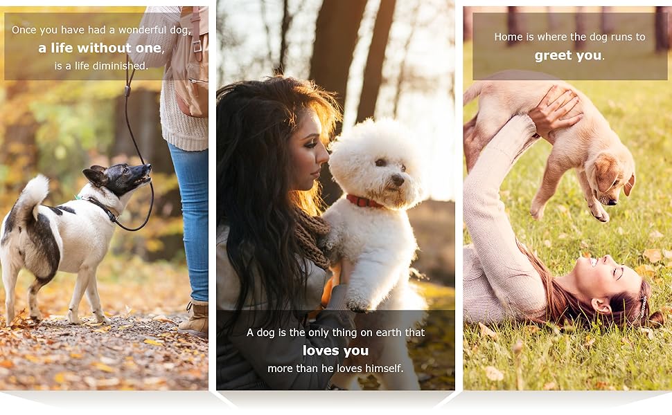 Boy Dog Collar for Puppy Small Dogs, Cute Blue Dog Collar